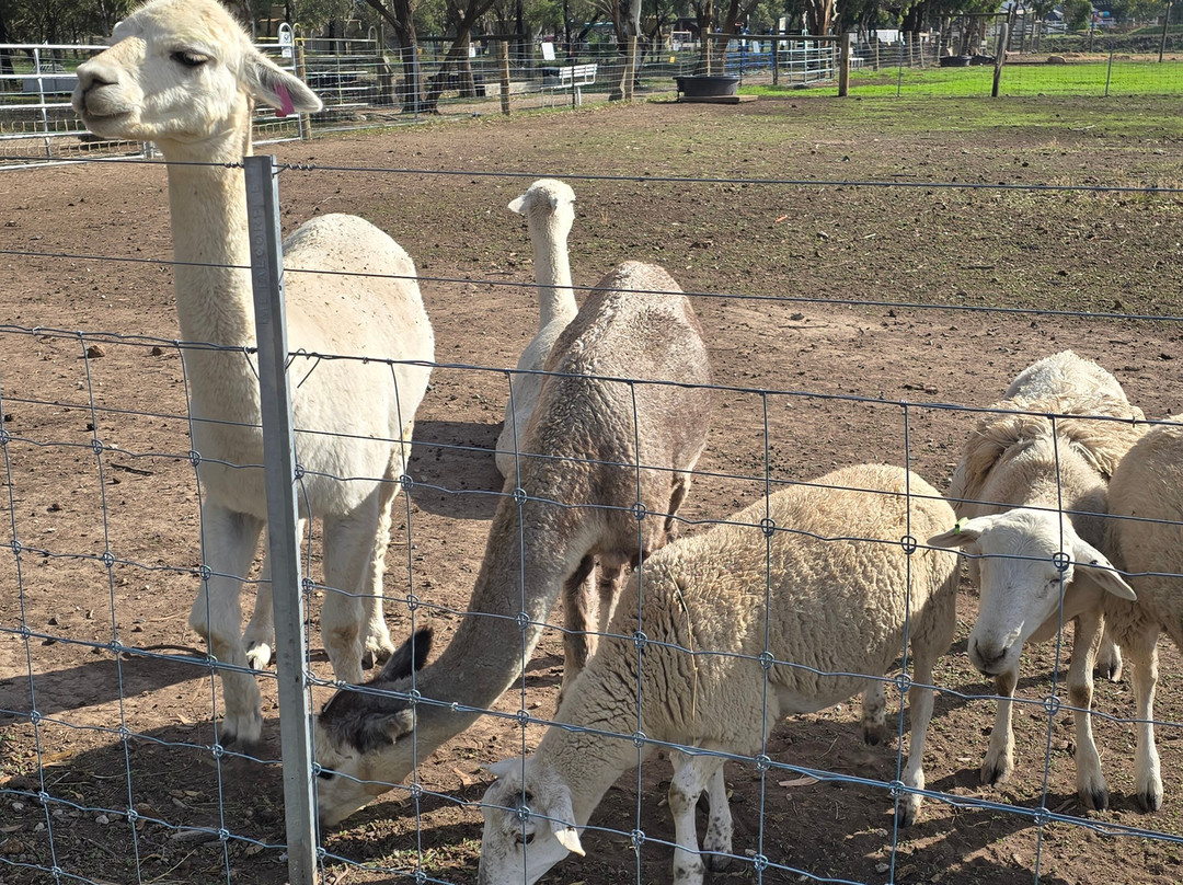 Animal Land Children's Farm-Diggers Rest必去景点