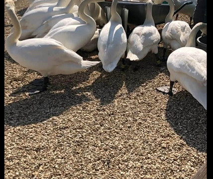 Abbotsbury Swannery-Abbotsbury必去景点