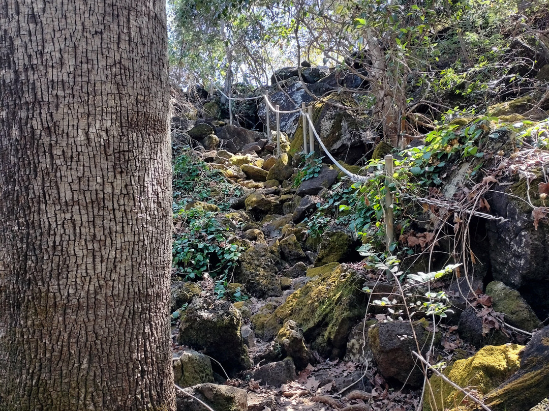 Undara Lava Tube Tours-Mount Surprise必去景点