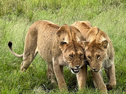 Camili Safaris-内罗毕必去景点