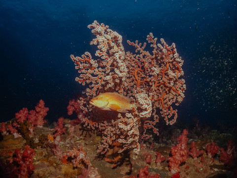 西海岸潜水员-查龙必去景点
