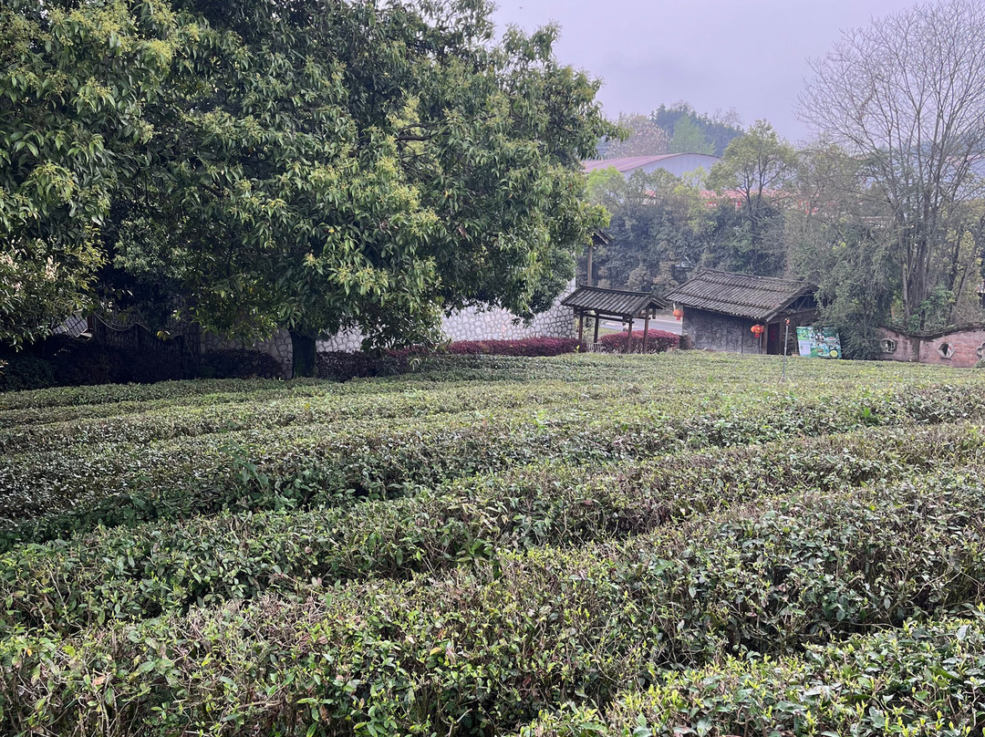 Jerry's Guide & Driver Service-桂林市必去景点