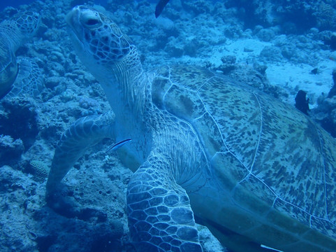 ORCA Dive Club Soma Bay-索马湾必去景点