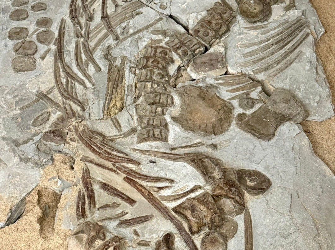 Dinosaurland Fossil Museum-莱姆里杰斯必去景点