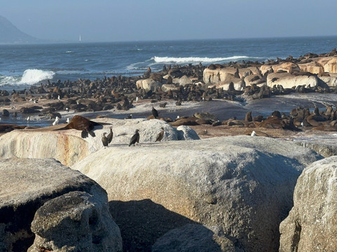 Seal Island-西开普必去景点