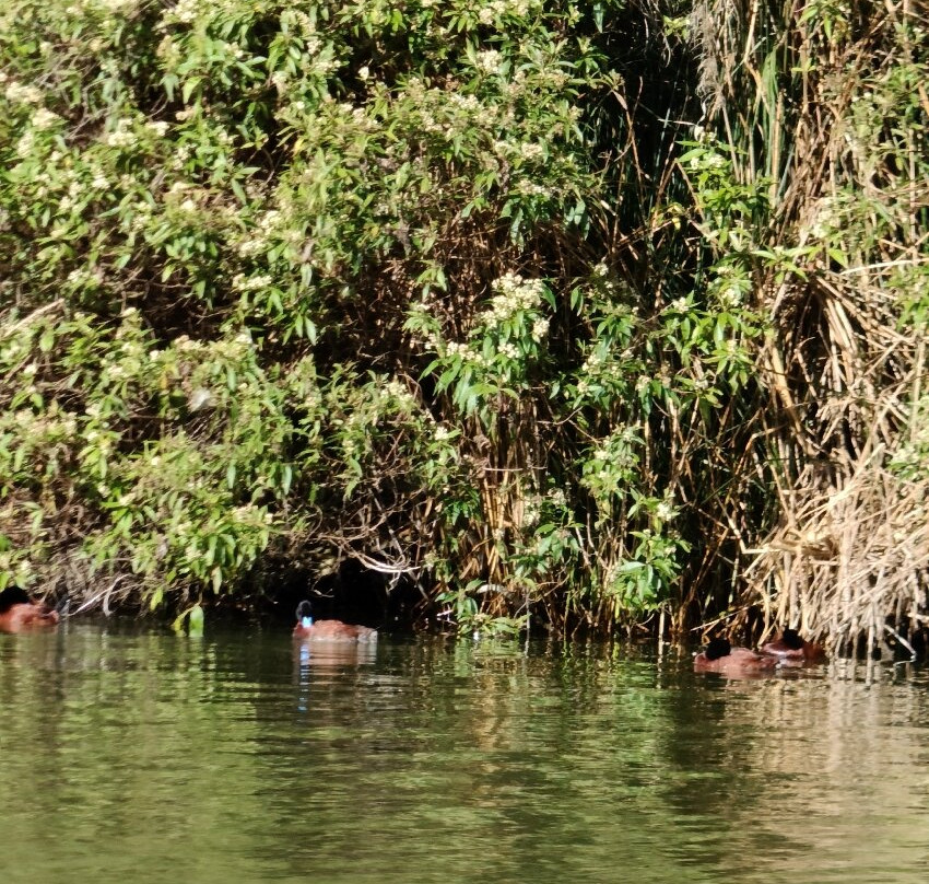 Laguna De Yambo-Salcedo必去景点