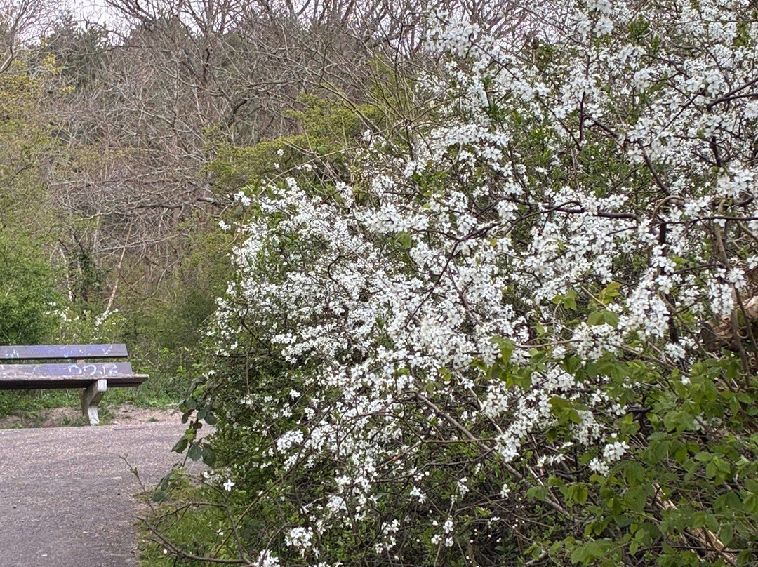 Meester Enschedepark-Bloemendaal必去景点