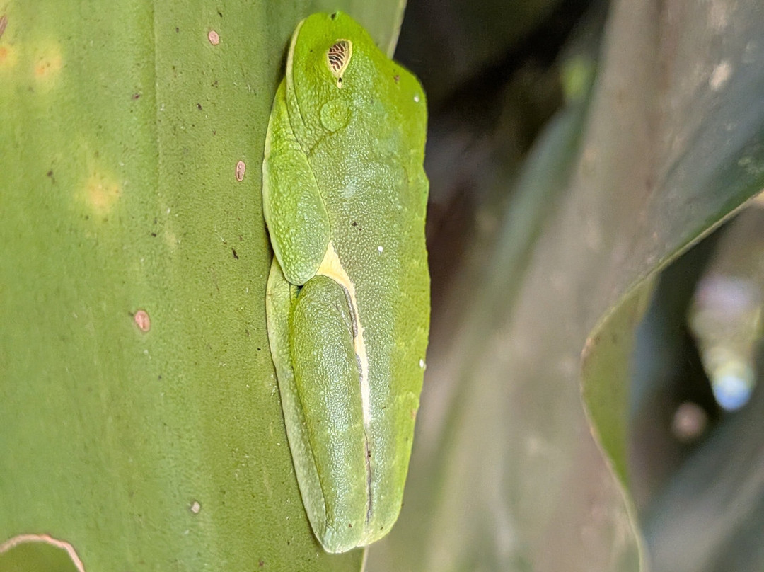 Bijagua Rainforest - Tours-Bijagua de Upala必去景点