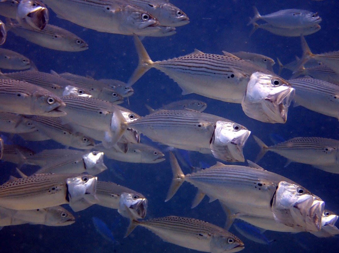 iDive Diving Centre-马卡迪湾必去景点