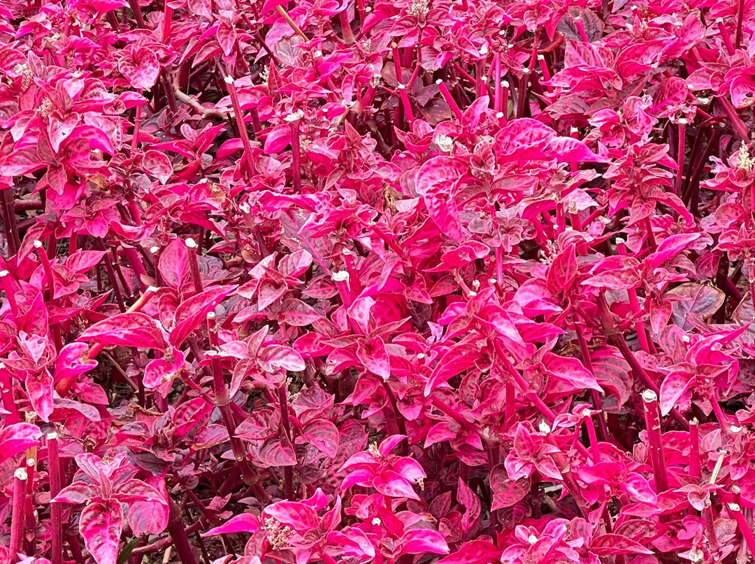 Jose do Canto Botanical Garden-蓬塔德尔加达必去景点