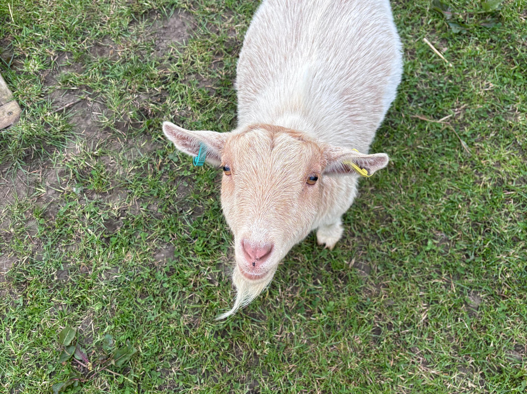 Little Goats At Brockenhurst-Brockenhurst必去景点
