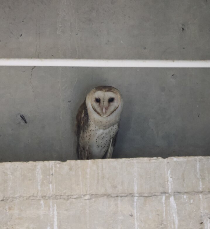 La Perla del Sur Adventures-Sierpe必去景点