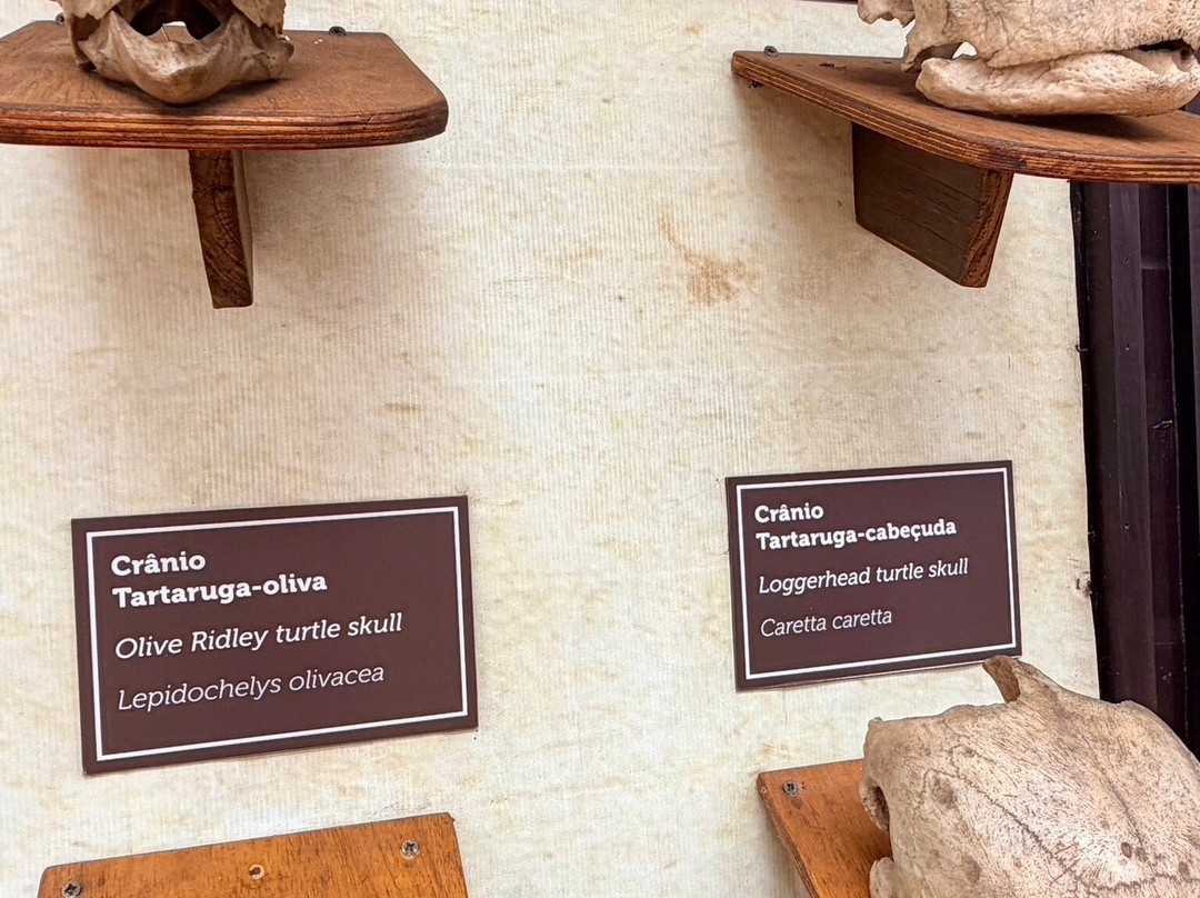 Fundação Projeto Tamar - Fernando de Noronha-费尔南多-迪诺罗尼亚群岛必去景点