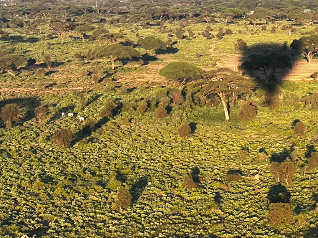 Kilimanjaro Balloon Safaris-安博塞利国家公园必去景点