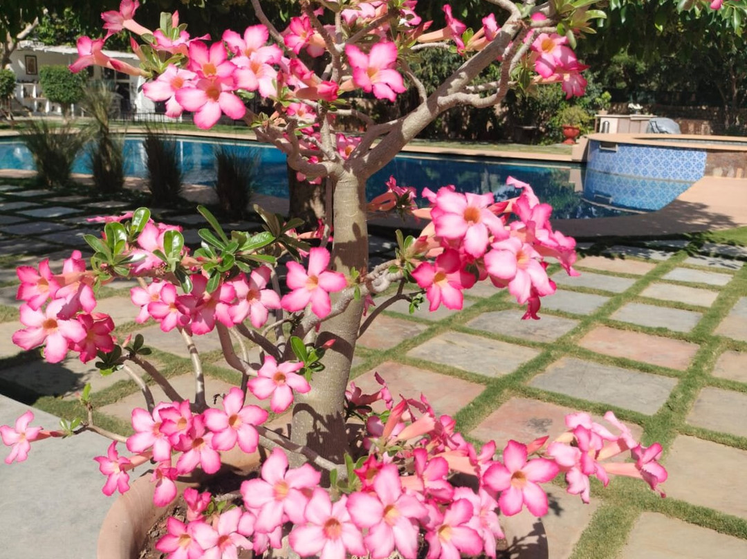 Vatsalya Vihar - 豪华泳池别墅度假村主图