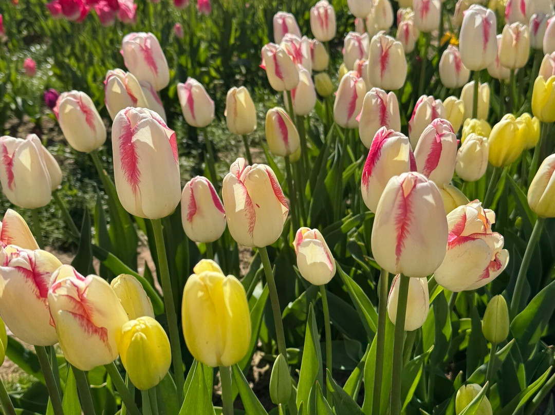 Tulleys Tulip Garden - Warwickshire-沃里克必去景点