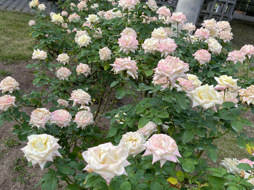 Onocho Rose Park-小野町必去景点