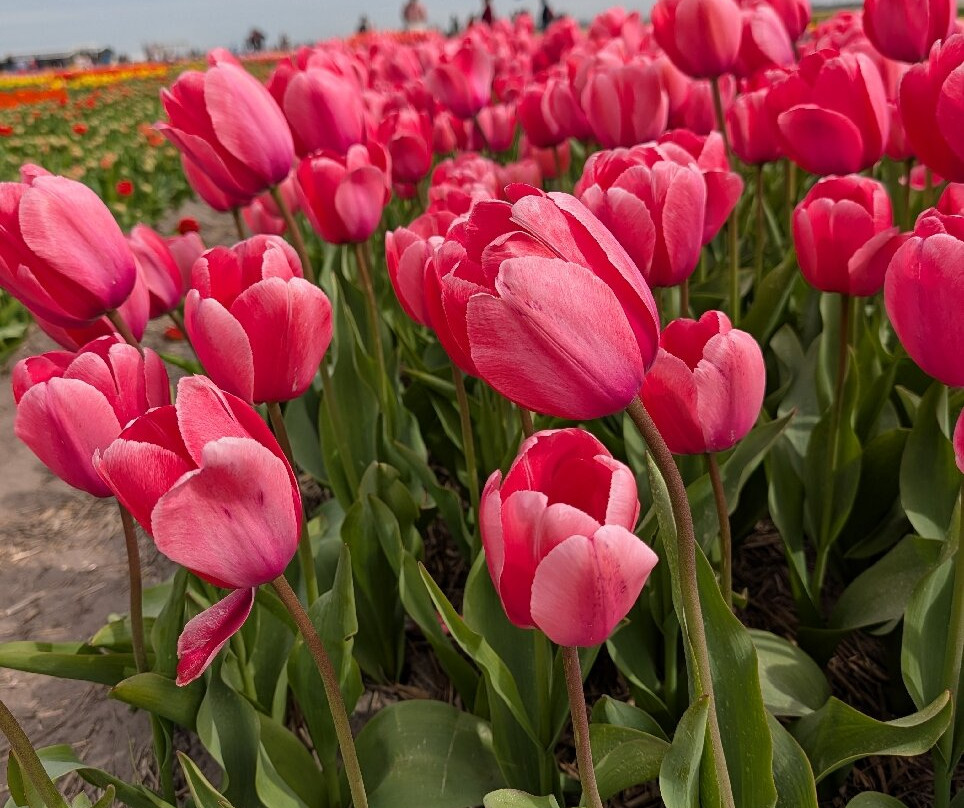 Tulip Experience Amsterdam-诺德韦克豪特必去景点