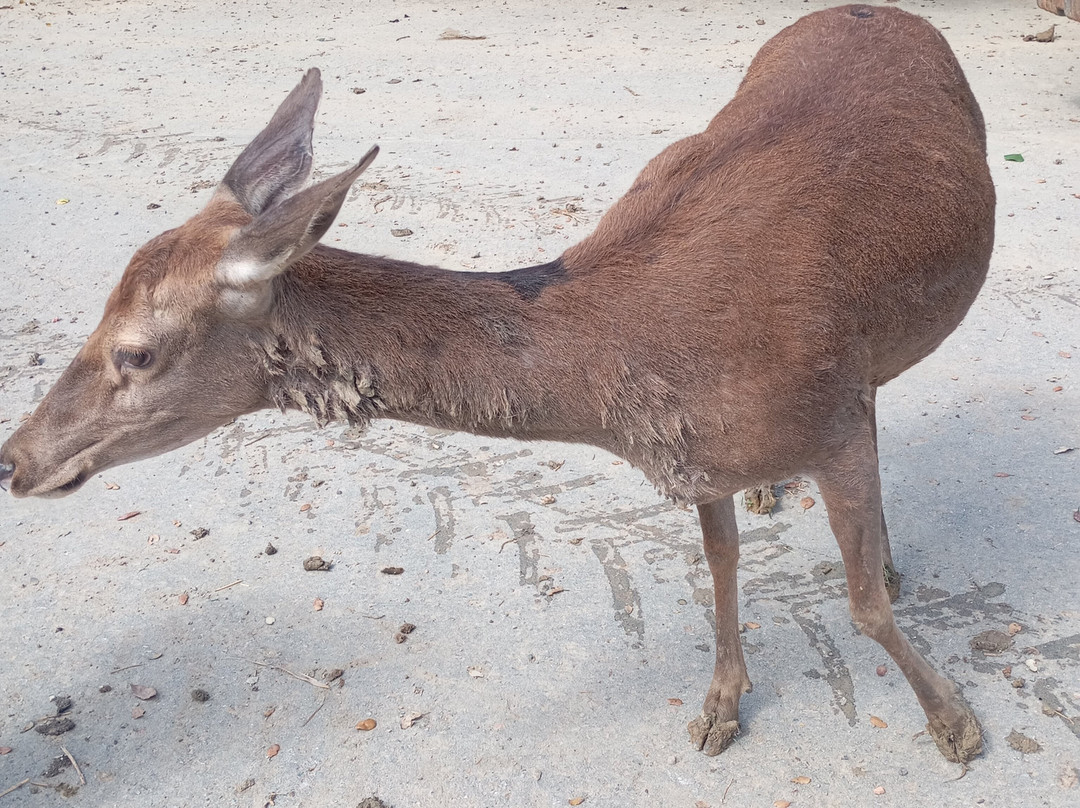 La Pequena Africa Animal Reserve-加的斯市必去景点