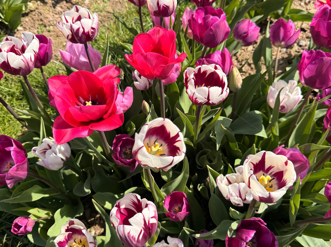 Tulleys Tulip Fields - Hertfordshire-圣奥尔本斯必去景点