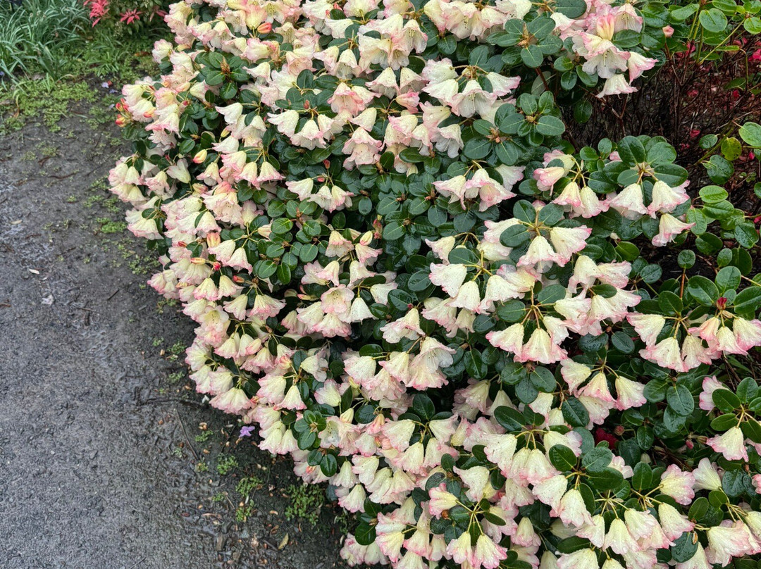 Bodnant Garden-Tal-y-Cafn必去景点