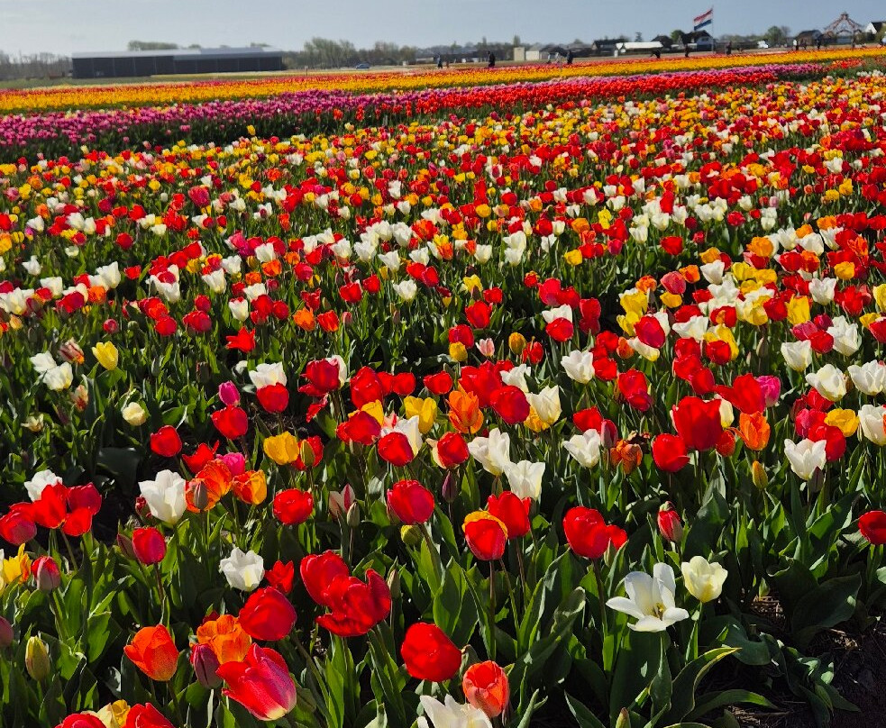 Tulip Experience Amsterdam-诺德韦克豪特必去景点