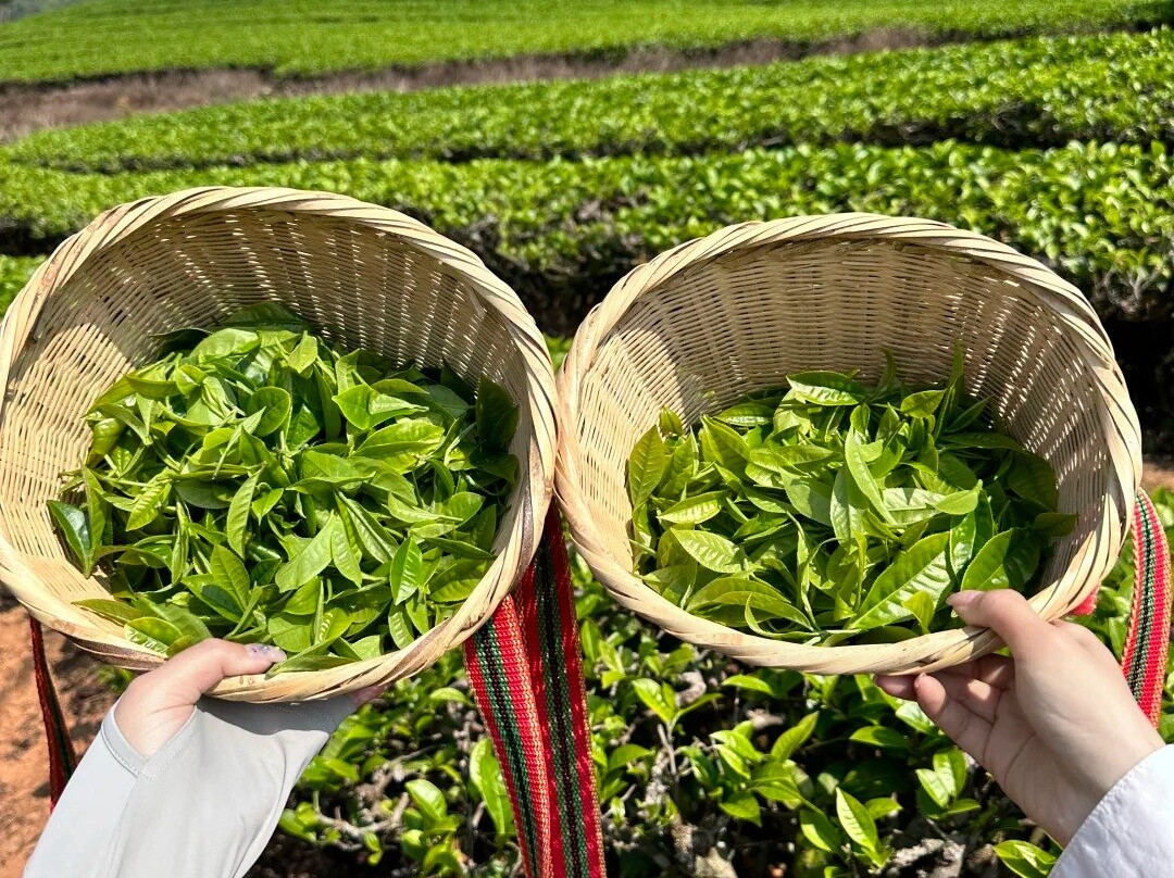 思茅茶马古道-普洱市必去景点