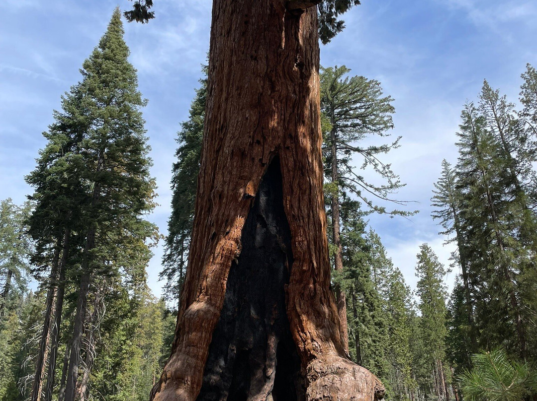 Mariposa Grove of Giant Sequoias-优胜美地国家公园必去景点