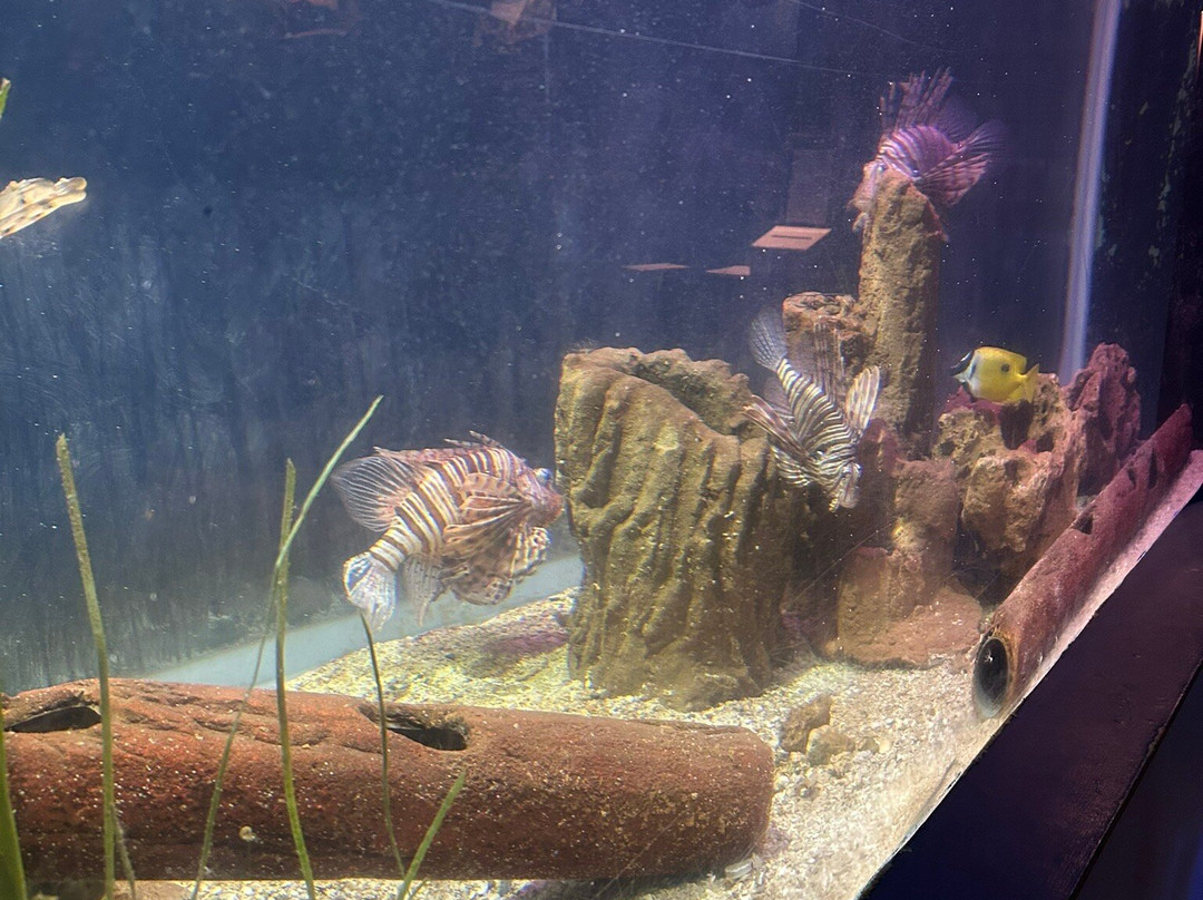 Blue Reef Aquarium-纽奎必去景点