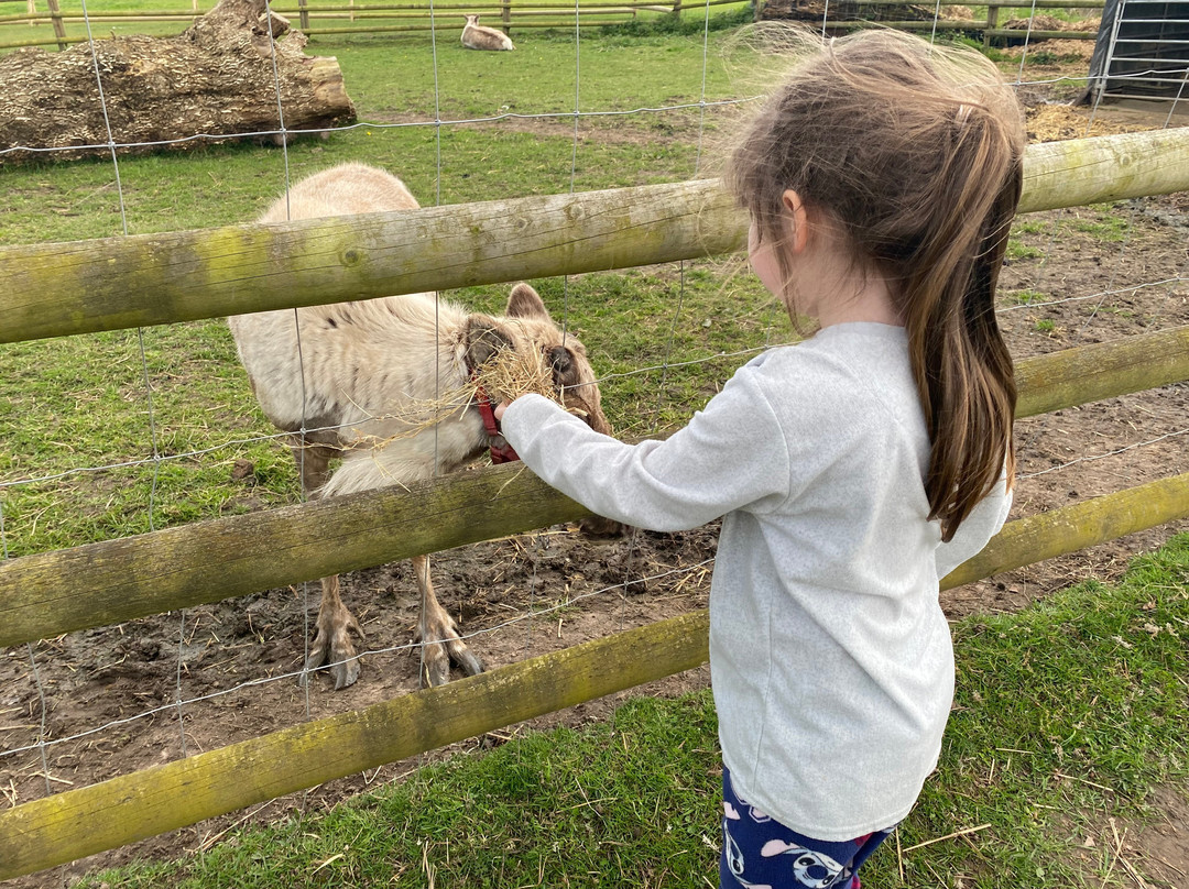 Woodlands Alpaca Farm-沃灵顿必去景点