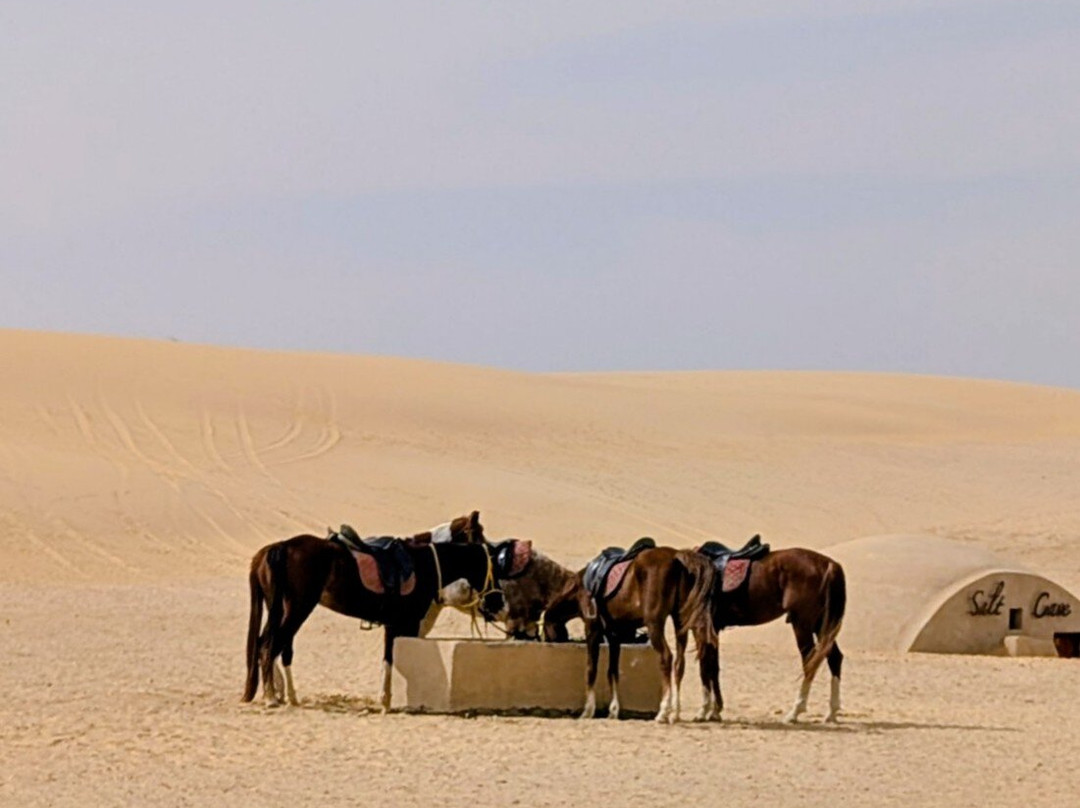 Tunis Stable-Tunis必去景点