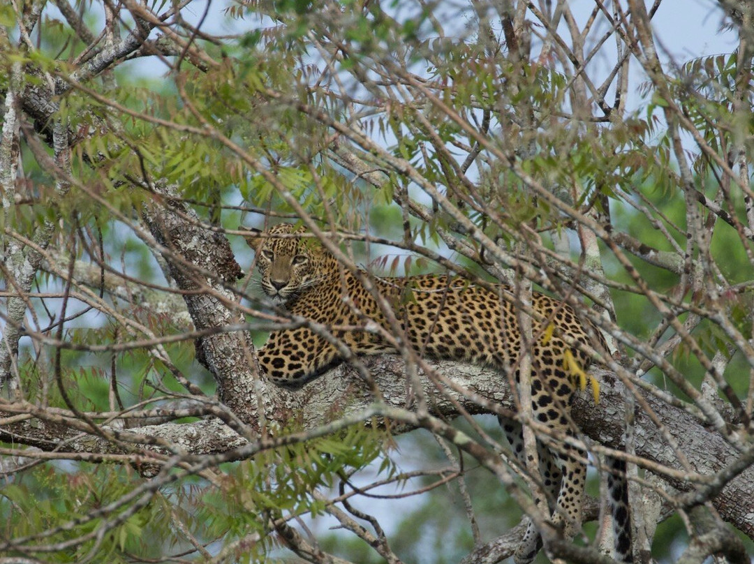 Wilpattu Safari Jeep-Wilpattu National Park必去景点