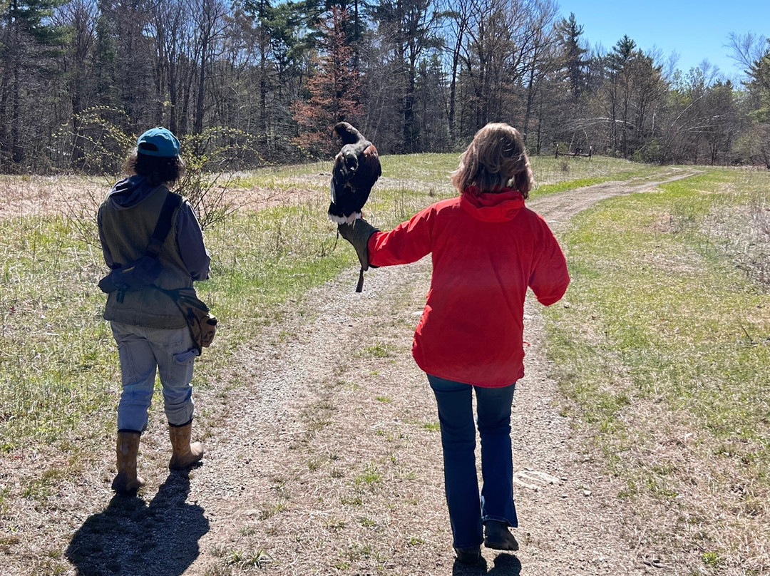 Monadnock Falconry-Temple必去景点