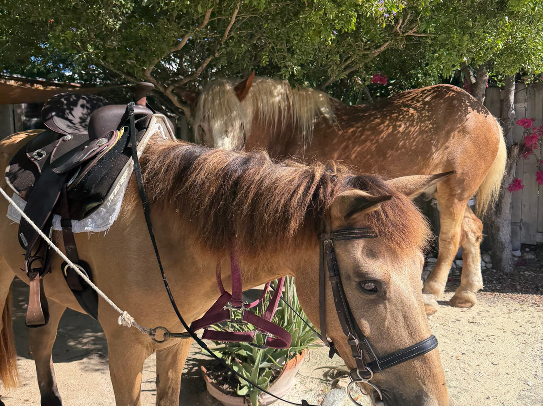 Provo Ponies-Long Bay Hills必去景点