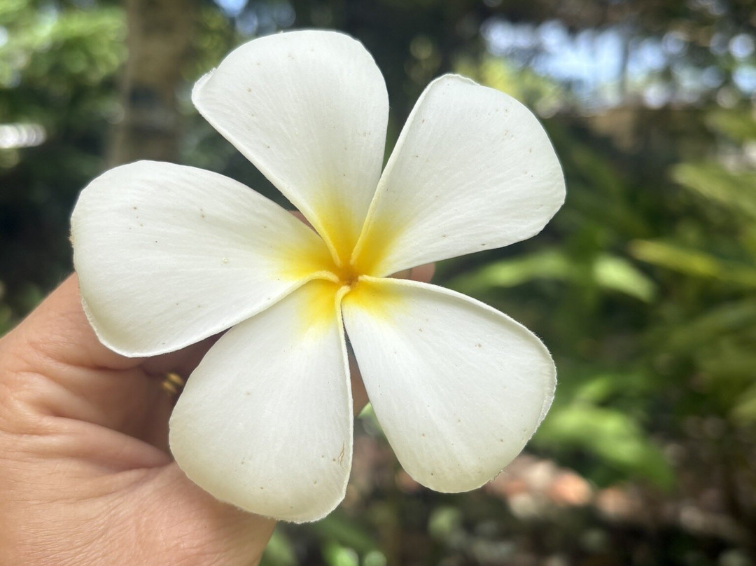 Andromeda Botanic Gardens-Bathsheba必去景点