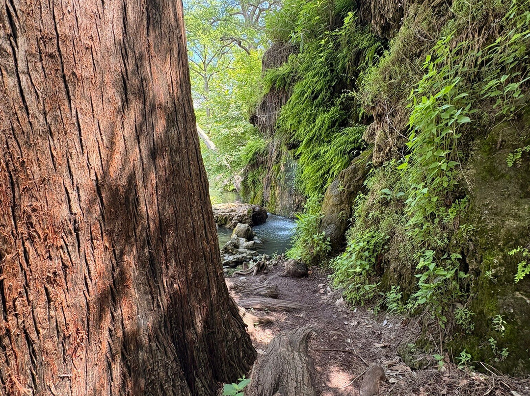 Krause Springs-Spicewood必去景点