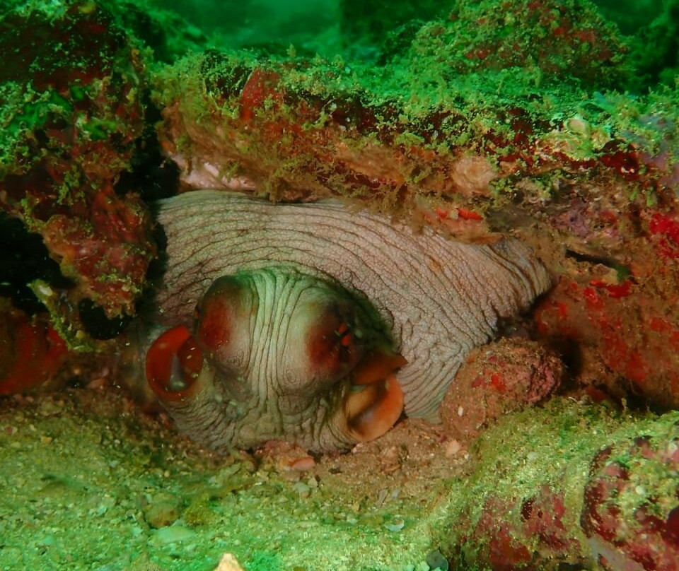 Kalpitiya Diving Center-卡尔皮蒂耶必去景点