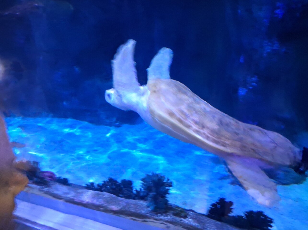 Loveland Living Planet Aquarium-德雷珀必去景点