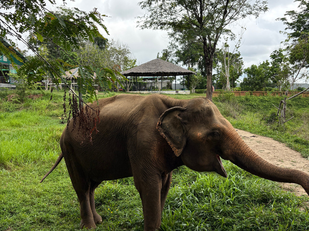 Phuket Elephant Nature Reserve-他朗必去景点
