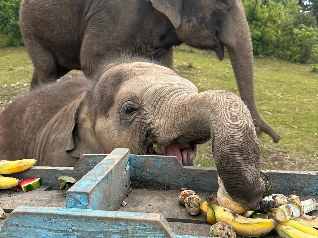 Blue Daily Elephant Care Sanctuary-清迈必去景点