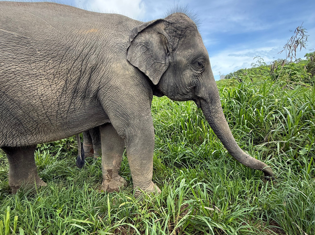 The Lake Phuket Elephant Home-Thep Krasatti必去景点