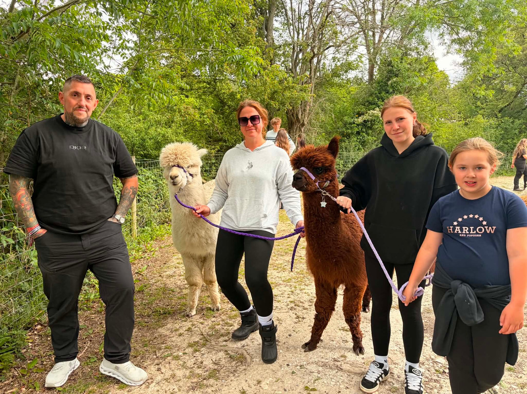 Pennybridge Farm Alpacas-胡克必去景点