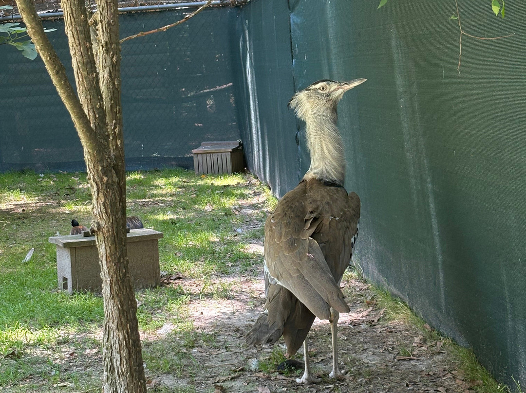 Sylvan Heights Bird Park-Scotland Neck必去景点