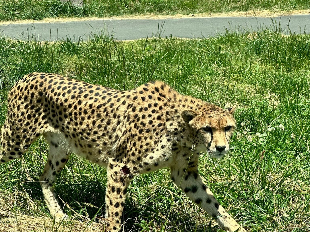 African Safari-宇佐市必去景点