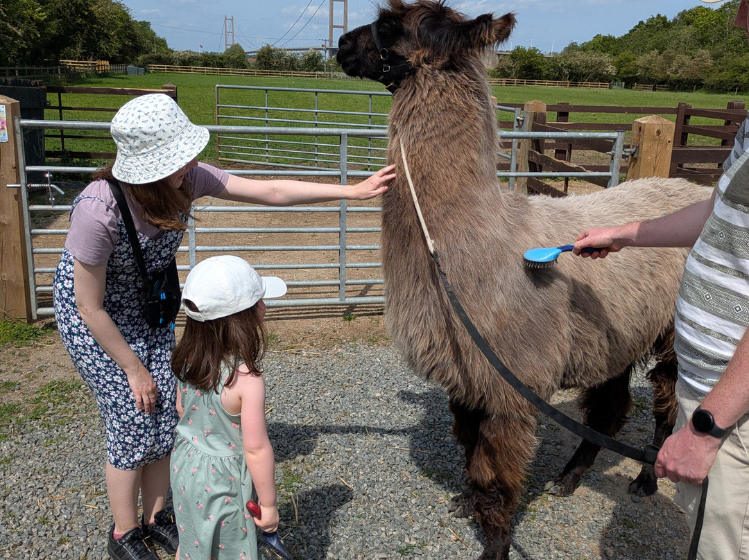 Humber Llamas-Barton-upon-Humber必去景点