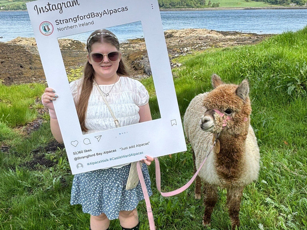 Strangford Bay Alpacas-Strangford必去景点