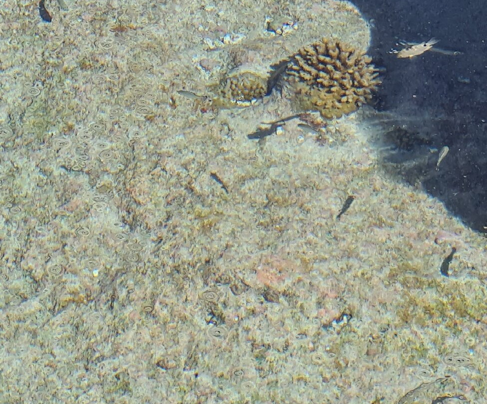 Hikutaveke Reef Pools-Hikutavake必去景点