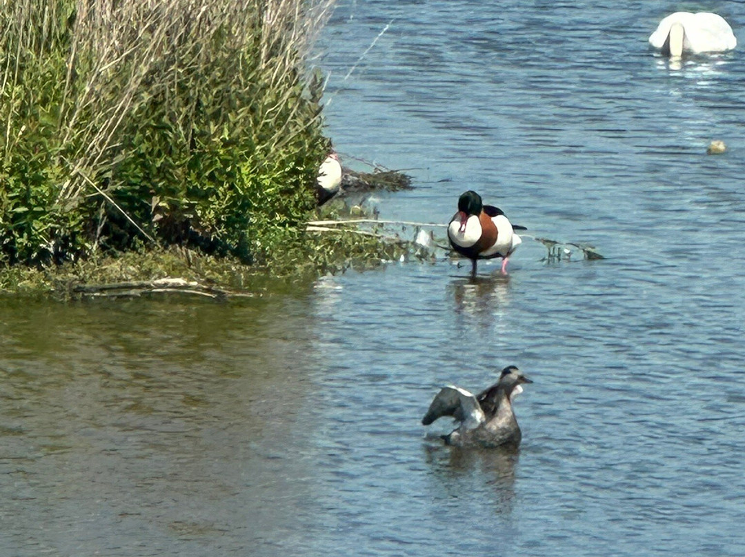 RSPB Weymouth Wetlands at Radipole Lake Nature Reserve-韦茅斯必去景点