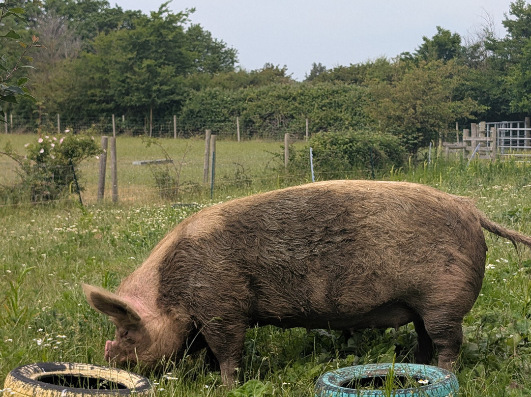 Hasty's Adventure Farm-滨海克拉克顿必去景点