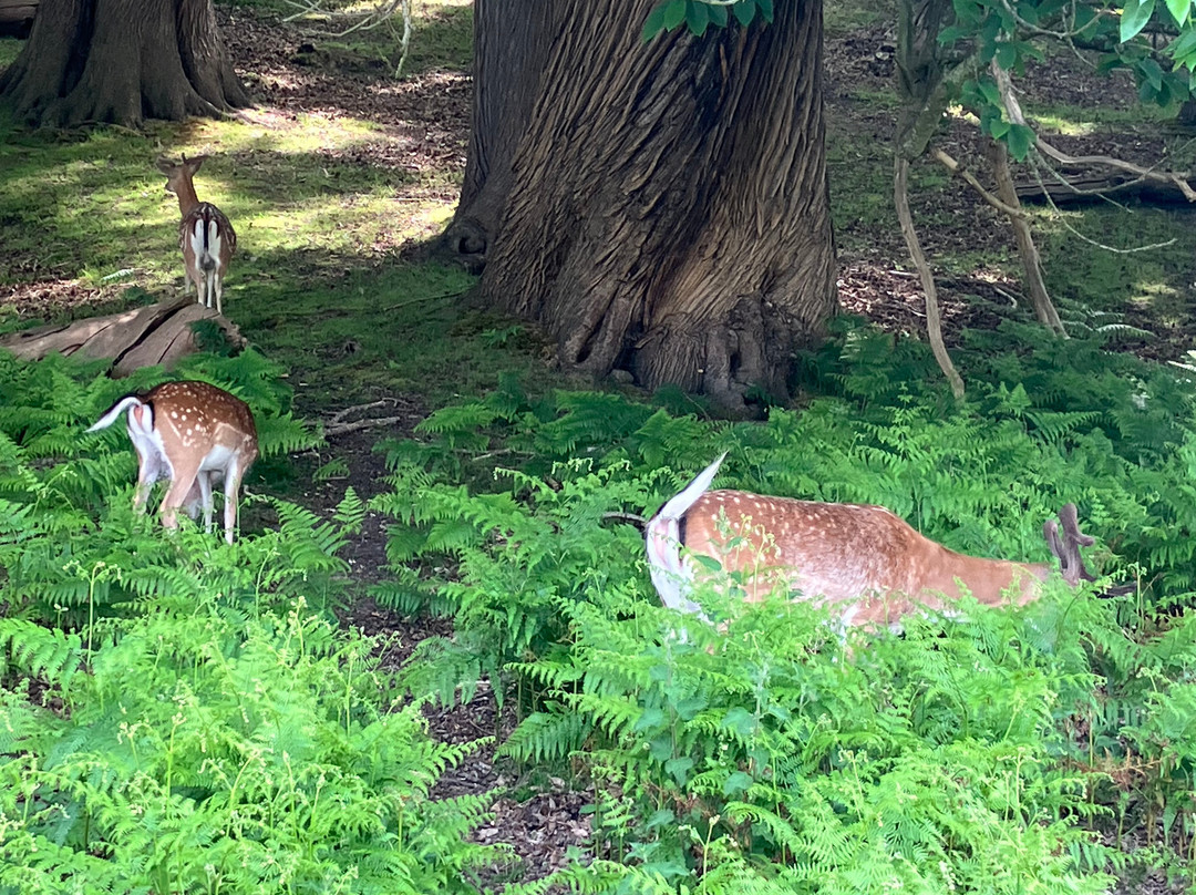 Knole Park-Sevenoaks必去景点